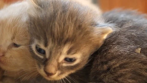 Three small brothers kittens with beautiful blue eyes slow motion stock footage Video stock 117103167