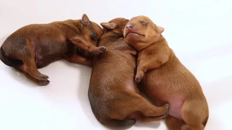 Three small, brown puppies are lying in a cozy warm place. Video stock 174914202