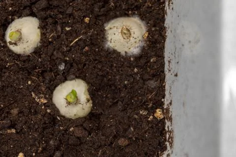 Three small bulbs in the ground Stock Photos