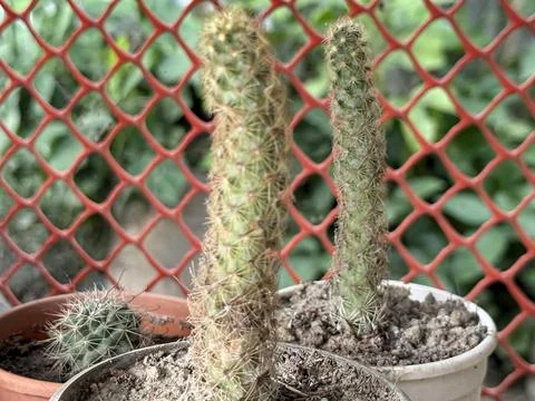 Three small cacti in pots sit before an orange grid wall display beauty Stock-Fotos