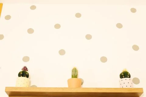 Three small cacti on a shelf on the wall Stock Photos