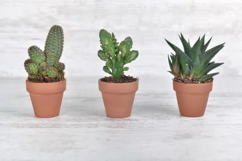 Three small cactus in terra cotta pot on white table Stock Photos