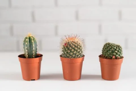 Three small cactuses in a pot, i white interior. Stock Photos
