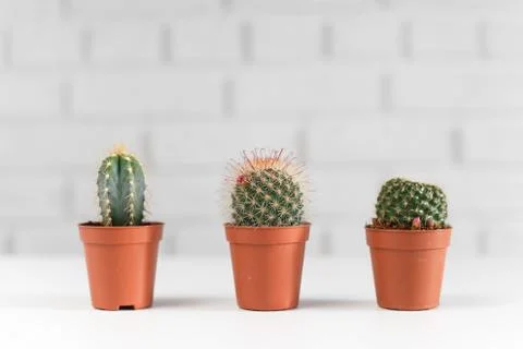 Three small cactuses in a pot, i white interior. Stock Photos