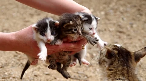 Three small cats Stock Footage 52209418