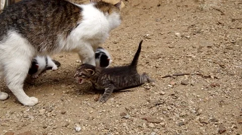 Three small cats Stock Footage 52209479