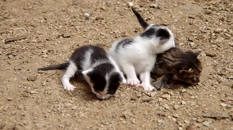 Three small cats Stock Footage 52209521