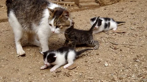 Three small cats Stock Footage 52209536
