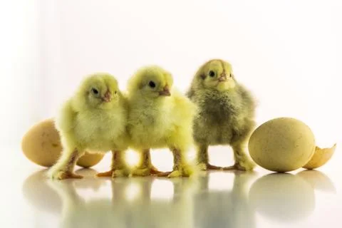 Three small chicken on a white background among shells from eggs Stock Photos