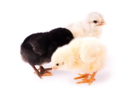 Three small chickens isolated on a white background Stock Photos