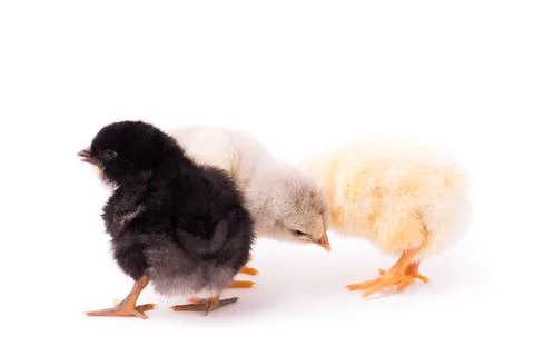 Three small chickens isolated on a white background Stock Photos