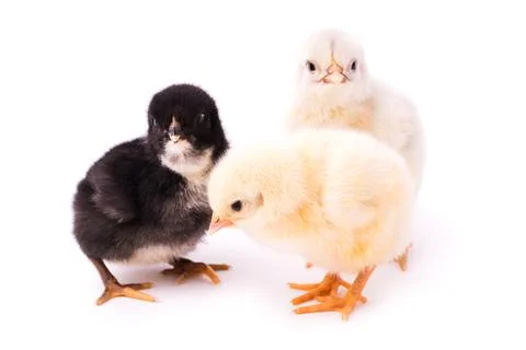 Three small chickens isolated on a white background Stock Photos