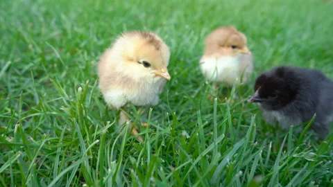 Three small chickens walk on the grass Vídeos de archivo 135468306
