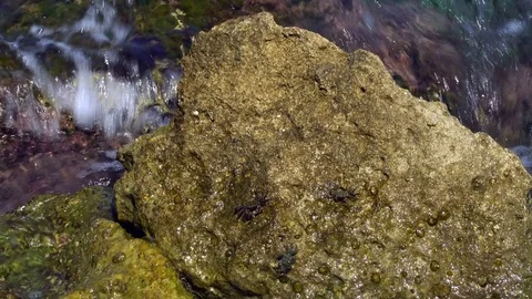 Three small crabs creep over the stone. 動画素材 80516912