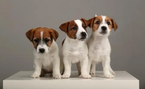 Three small dogs. Gray background Stock Photos