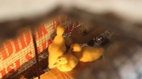 Three small ducks in the cage. Stock Footage 279827606