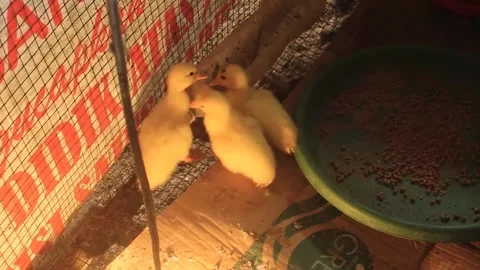 Three small ducks in the cage. Video stock 279827647