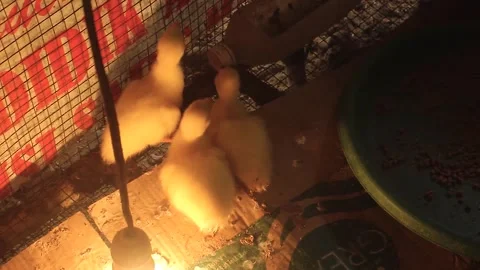 Three small ducks in the cage. Stock Footage 279827666