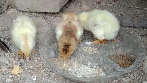 Three small fluffy chicks looking for food Foto stock