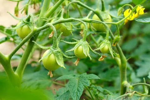 Three small green young tomatoes grow in the garden Stock Photos