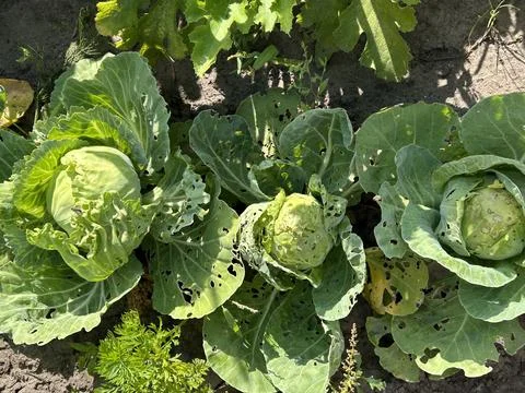 Three small heads of young cabbage in a garden with leaves damaged by slugs.. Fotos de archivo