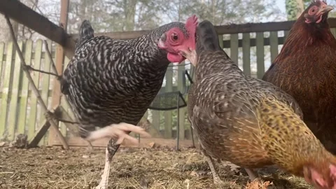 Three small hens foraging Stock Footage 261763043