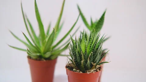 Three Small home cactises on white backgraund. Spinning in a circle. Stock Footage 147551859