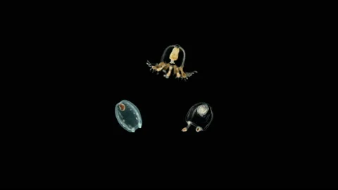 Three small jellyfish under the microscope, different types of Hydrozoa Stock Footage 123212728
