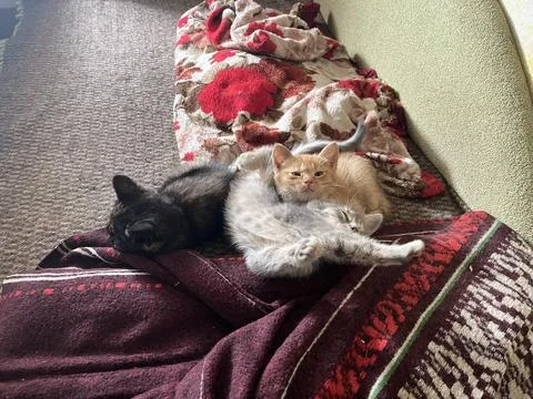 Three small kittens relaxing in funny positions on a couch Fotos de archivo