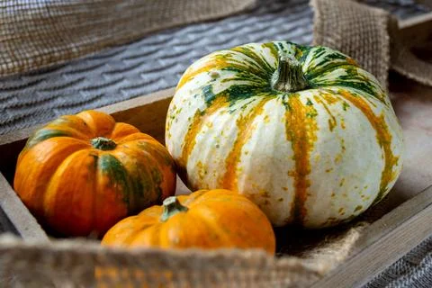 Three small multi-colored pumpkins in a wooden box on a knitted plaid Foto stock