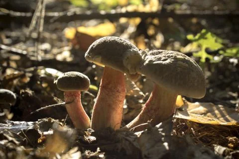 Three Small Mushrooms In The Forest Stock Photos