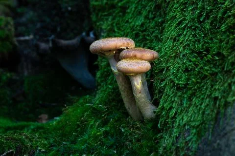 Three small mushrooms on tree root Stock Photos