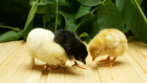Three a small newborn chick walks on a wooden table and pecks grain. Close-up. Stock Footage 158870340