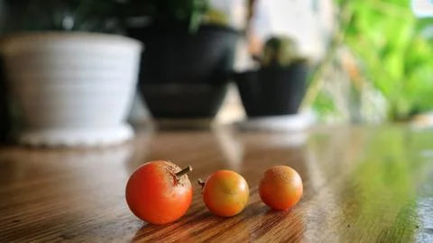 Three small orange tomatoes are lined up on a wooden table. Stock Photos