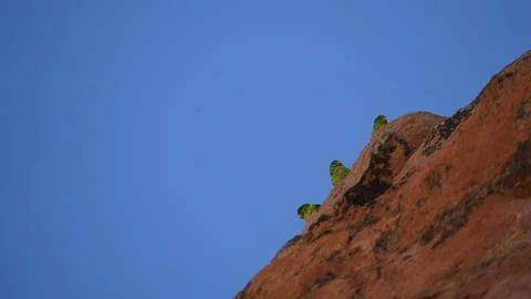 Three small parrot males 스톡 사진
