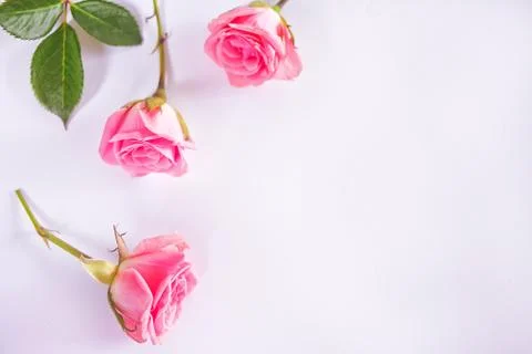 Three small pink roses on the white background. Top view. Copy space. Stock Photos