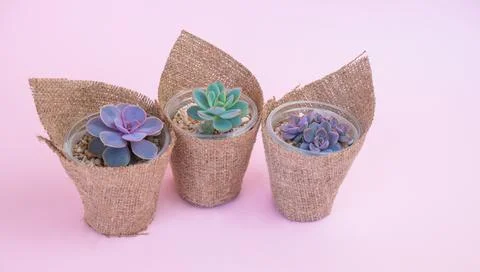 Three small pots wrapped in burlap with succulent flowers on a pink pastel Stock Photos