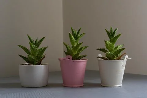 Three small potted succulents lined up neatly Stock Photos