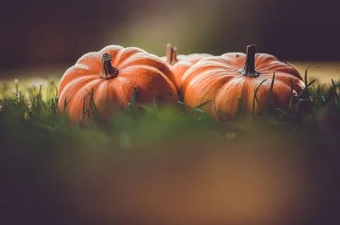 Three small pumpkins jack on the grass with beautiful blurred colorful backgr Stock Photos