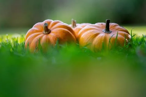Three small pumpkins jack on the grass with beautiful blurred colorful backgr Stock Photos