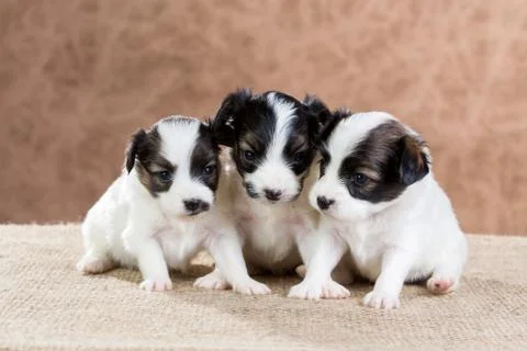 Three small puppy Papillon Stock Photos