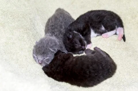 Three small Scottish kittens a week old on the bed Stock Photos