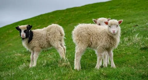 Three small sheep looking at the camera Foto stock