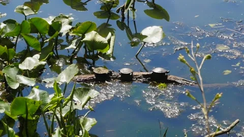 Three small smooth softshell turtles sunning on a branch. Stock Footage 133084674