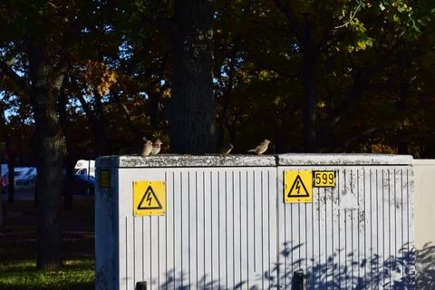 Three Small Sparrows Resting on an Urban Park Ledge in Autumn Stock Photos