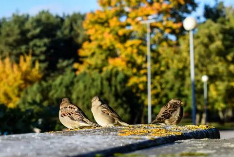 Three Small Sparrows Resting on an Urban Park Ledge in Autumn Stock Photos