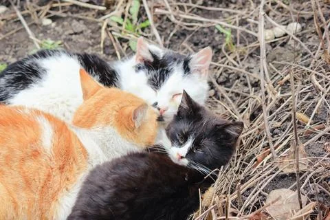 Three small stray cats of different colors are sleeping together huddled cl.. Stock Photos
