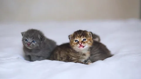 Three small striped kittens lie on a white bed. Curious fluffy cats on a white Stock Footage 277559855