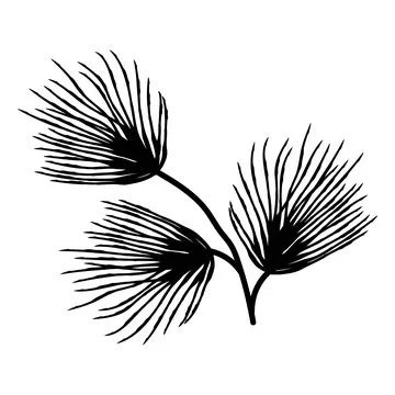 Three small tufts of pine needles, tiny evergreen details drawn in ink, per.. Illustrazione stock