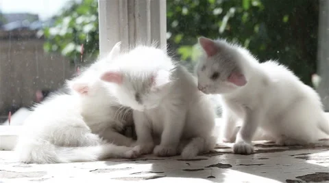 Three Small White Kittens Washes Stockbeeldmateriaal 60049668